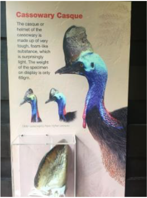 Cassowary 1.png